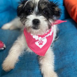 Λολίτα – Lolita