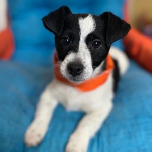 Πόππυ – Poppy