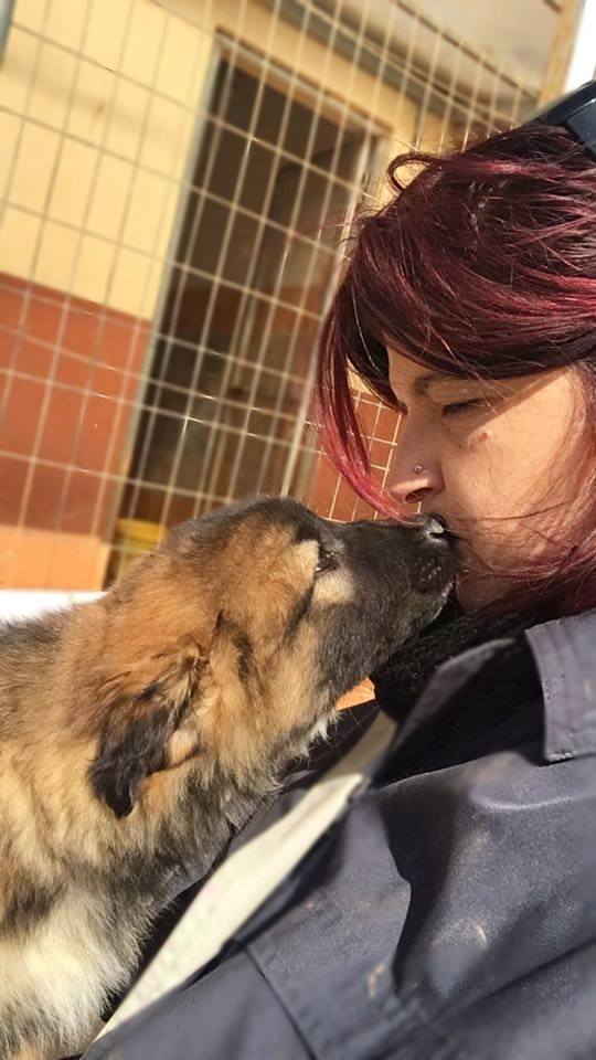 You are currently viewing ΣΧΕΔΙΟ ΔΙΑΧΕΙΡΙΣΗΣ ΦΥΣΙΚΩΝ ΚΑΤΑΣΤΡΟΦΩΝ ΤΟΥ ΚΑΤΑΦΥΓΙΟΥ ΑΔΕΣΠΟΤΩΝ ΖΩΩΝ 2024