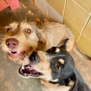 Amber & Elon 22.6 (1)