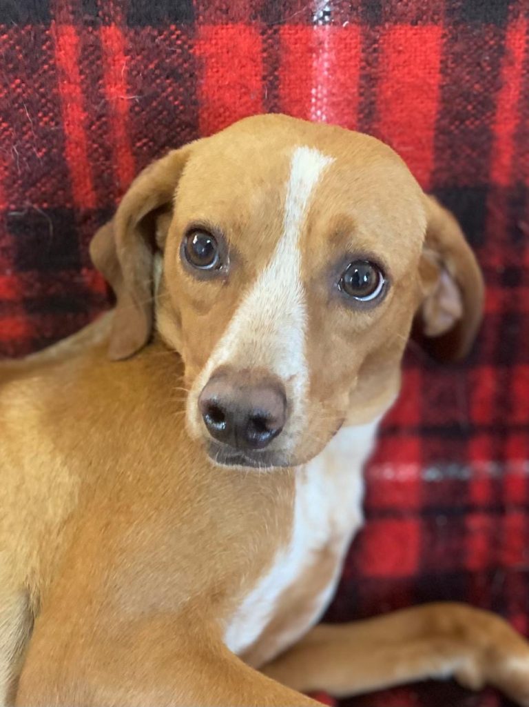 Read more about the article Τζούλια – Julia