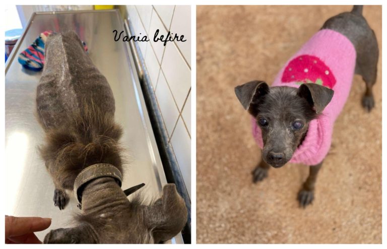 Read more about the article Βάνια – Vania