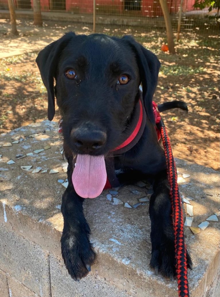 Read more about the article Μπρούνο – Bruno