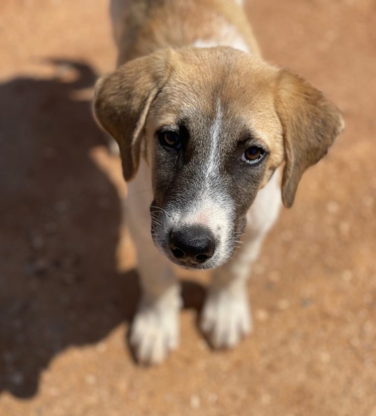 Read more about the article Κάμελ – Camel