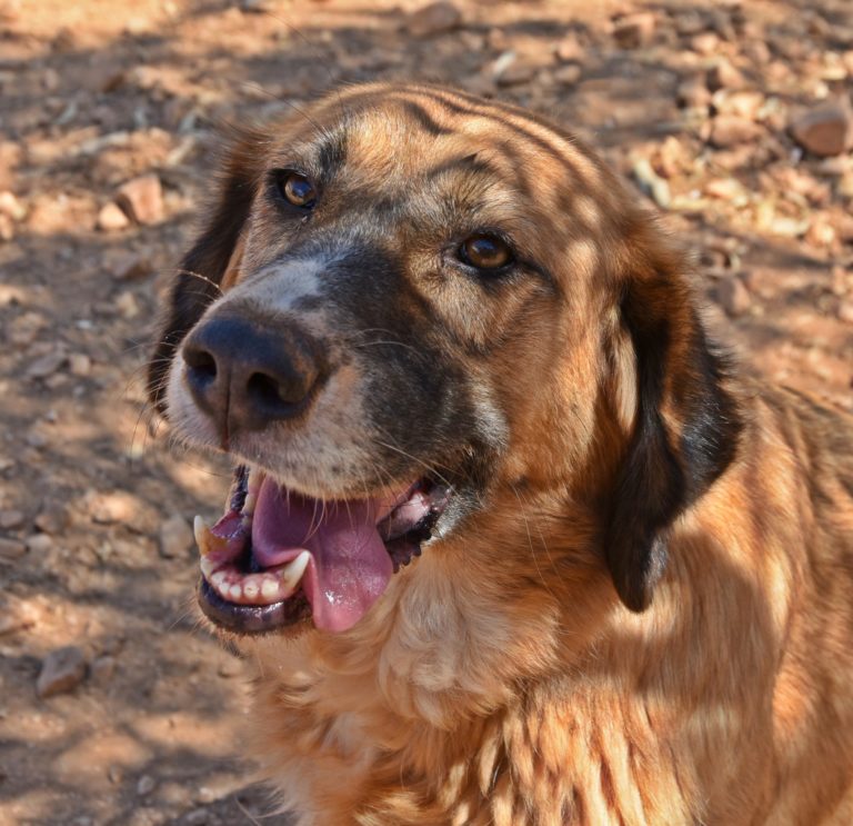 Read more about the article Γκάμπυ – Gaby