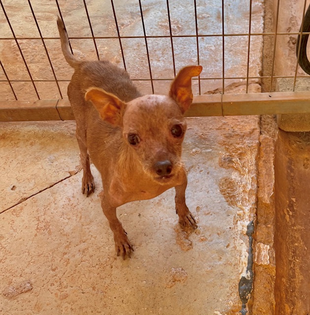 Read more about the article Ζάρα – Zara