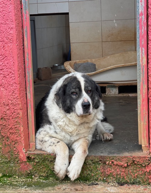 Read more about the article Κεφάλας – Kefalas