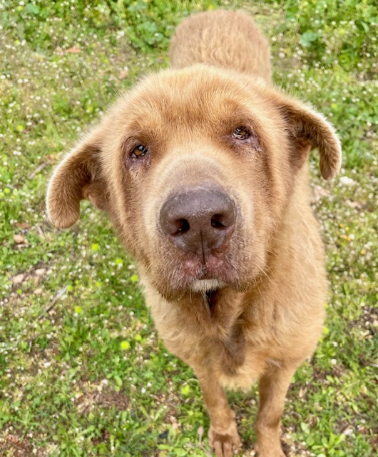 Read more about the article Μπάρνευ – Barney