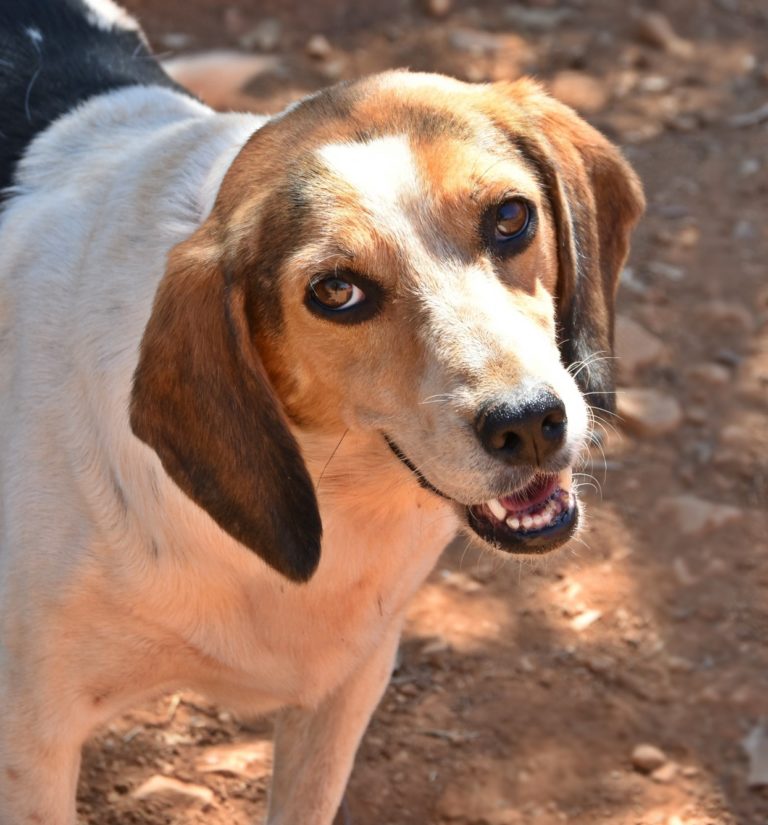 Read more about the article Λουκία – Loukia