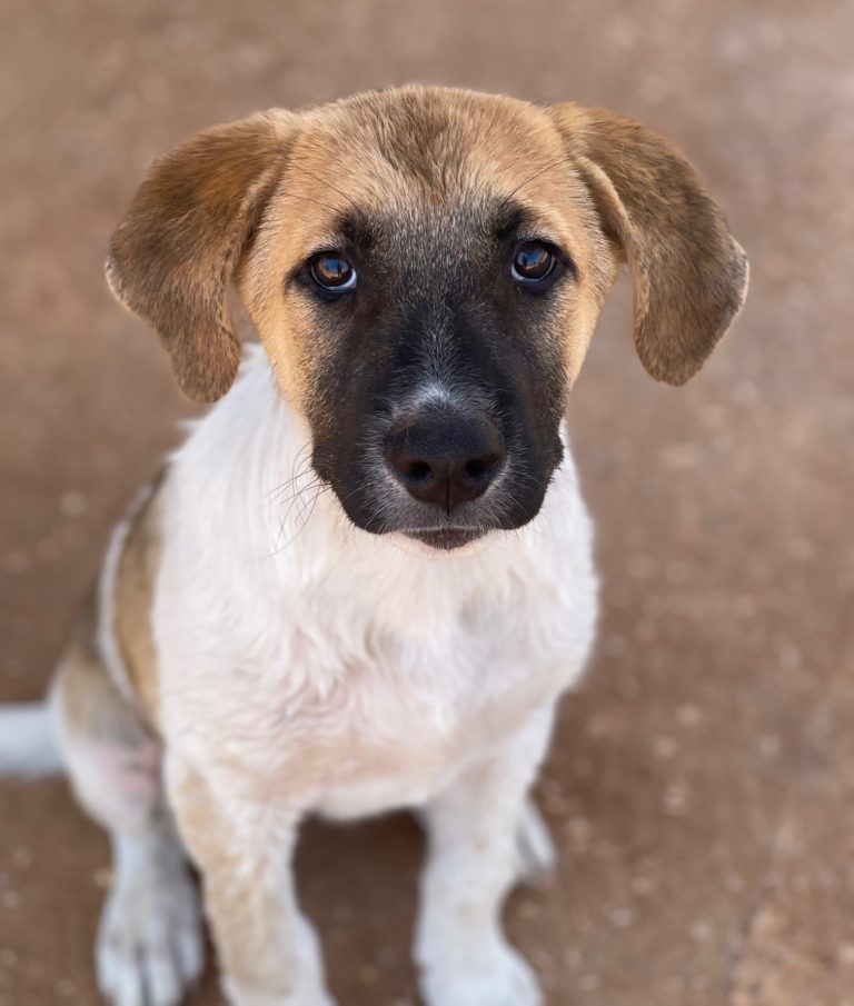 Read more about the article Λάκυ – Lucky