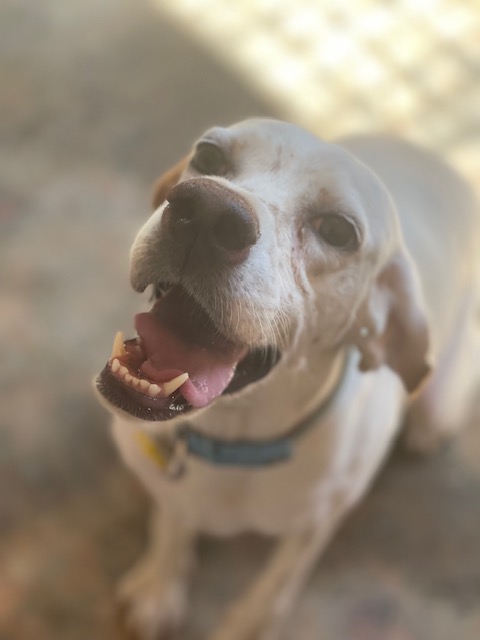 Read more about the article Μιμόζα – Mimoza