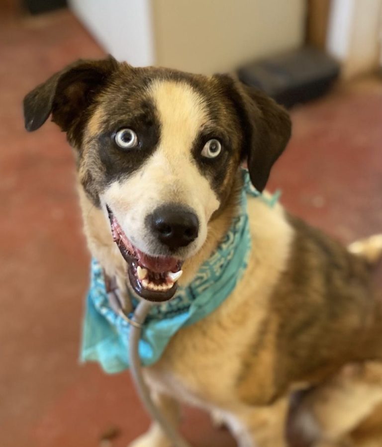 Read more about the article Πέγκυ – Peggy