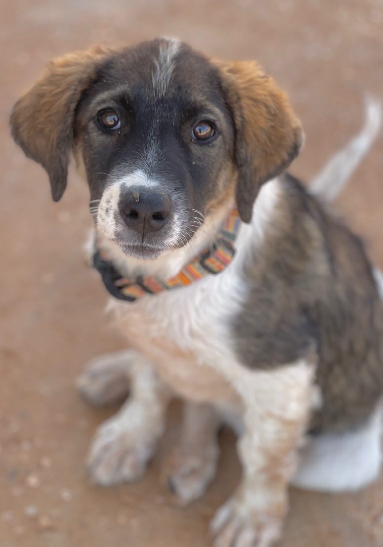 Read more about the article Βιρτζίνια – Virginia