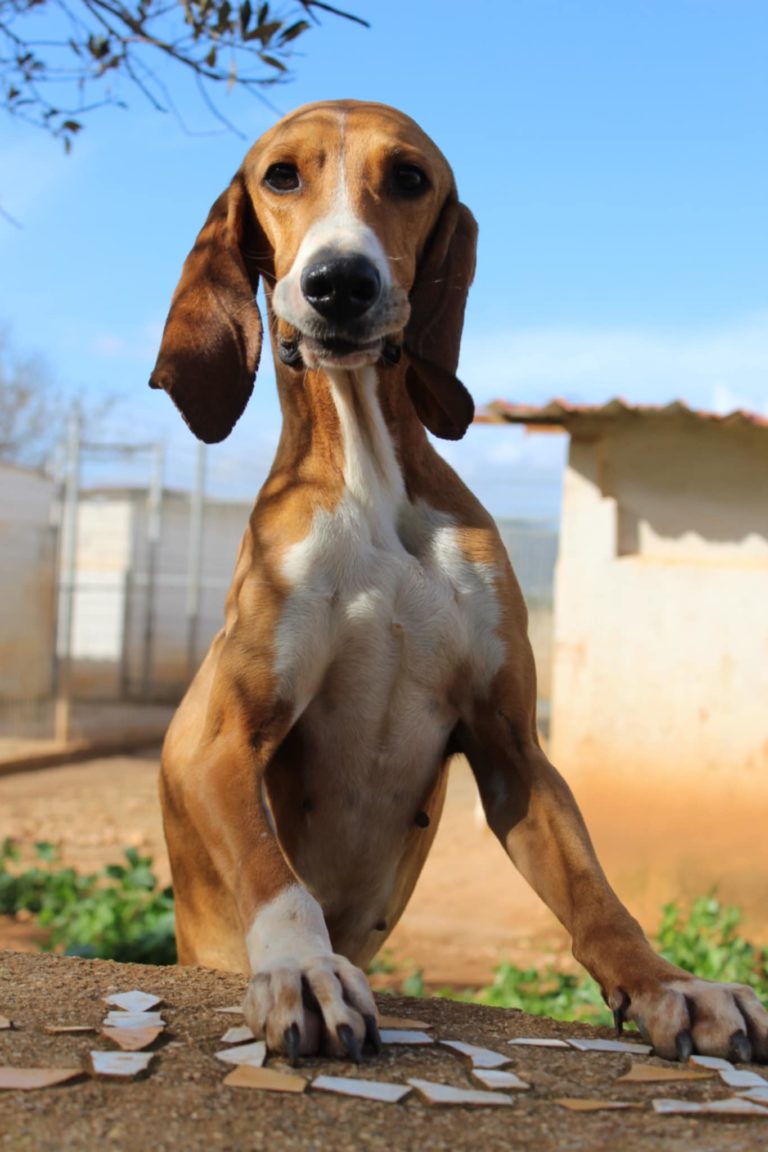 Read more about the article Τζαξ – Jax