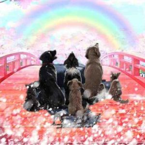 puente-GC71GN_aAAE-Jhh